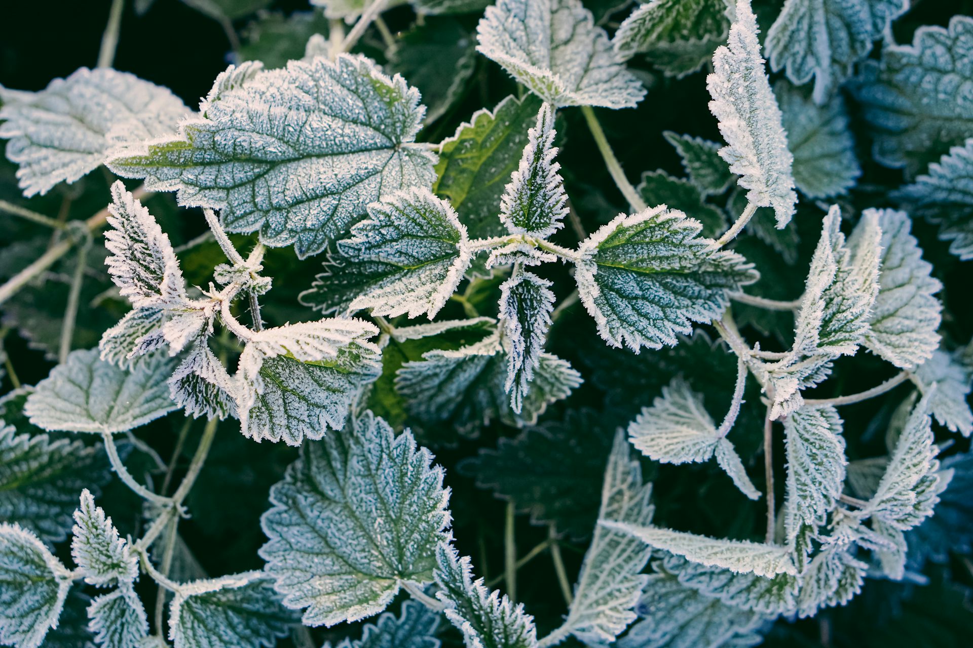 Why we should all learn to love stinging nettles